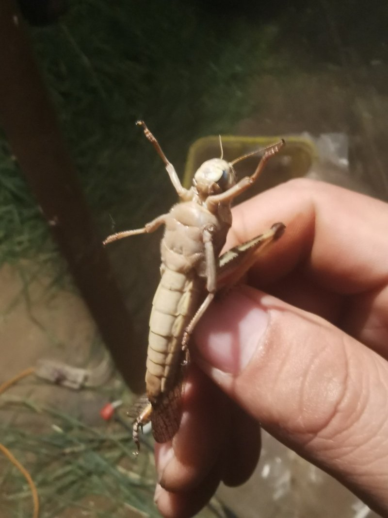 活体，蝗虫，蚂蚱，喂鸟，育蜂专用
