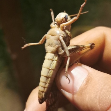 活体，蝗虫，蚂蚱，喂鸟，育蜂专用