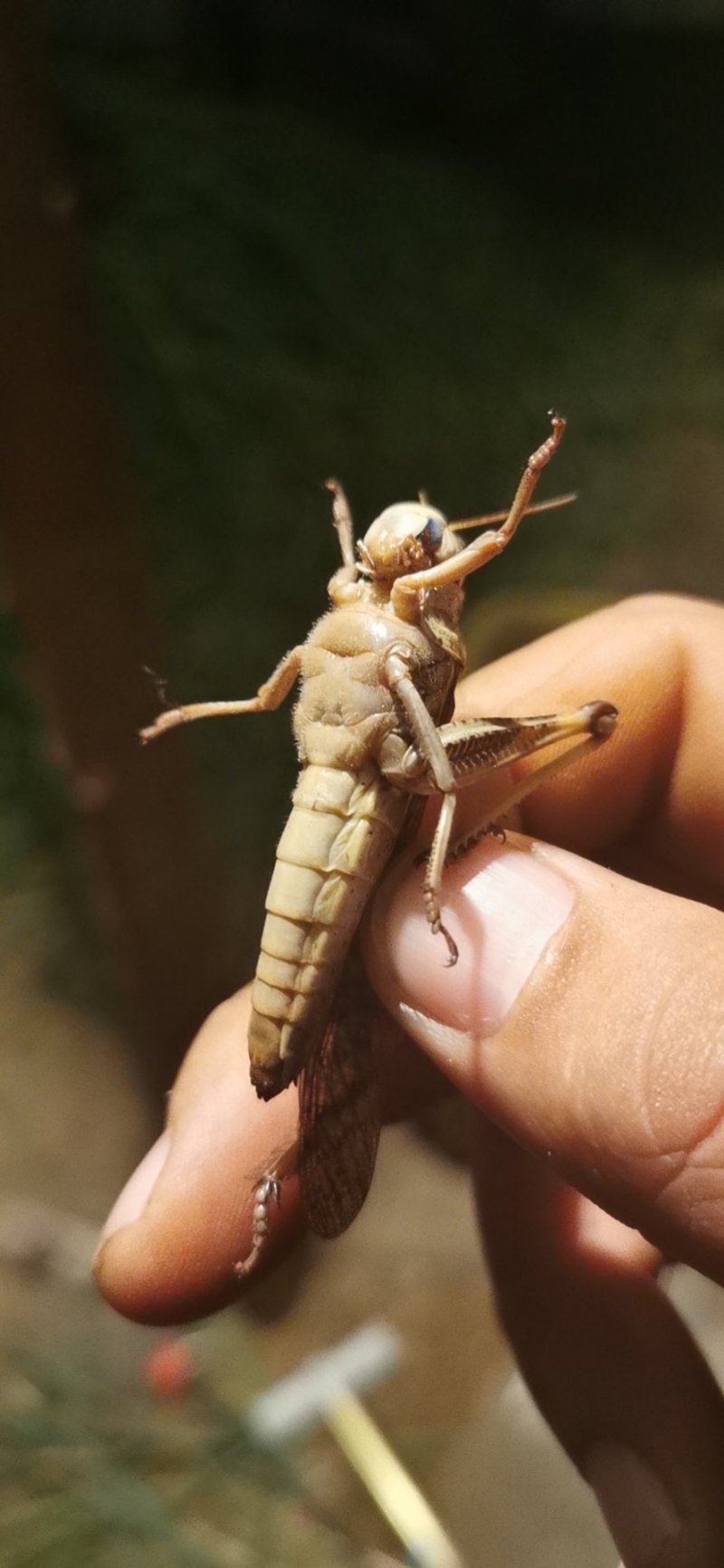活体，蝗虫，蚂蚱，喂鸟，育蜂专用