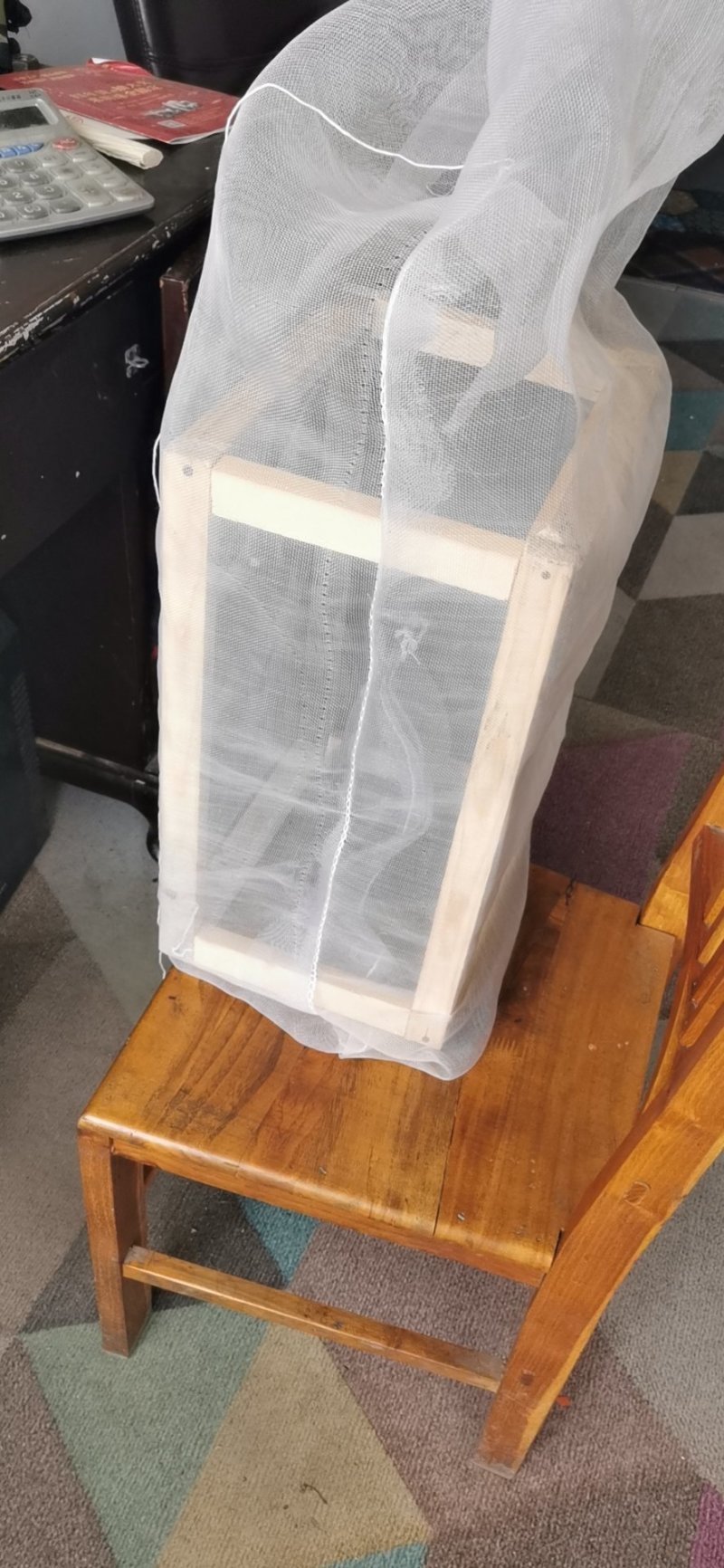 活体，蝗虫，蚂蚱，喂鸟，育蜂专用
