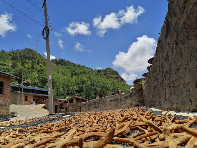 云南野生百部，儿多母苦统条干货产地直销货源充足