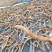 云南野生百部，儿多母苦统条干货产地直销货源充足