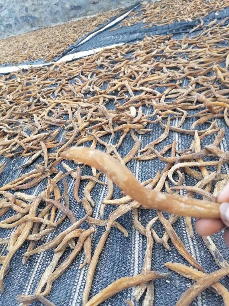 云南野生百部，儿多母苦统条干货产地直销货源充足