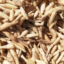 云南野生百部，儿多母苦统条干货产地直销货源充足
