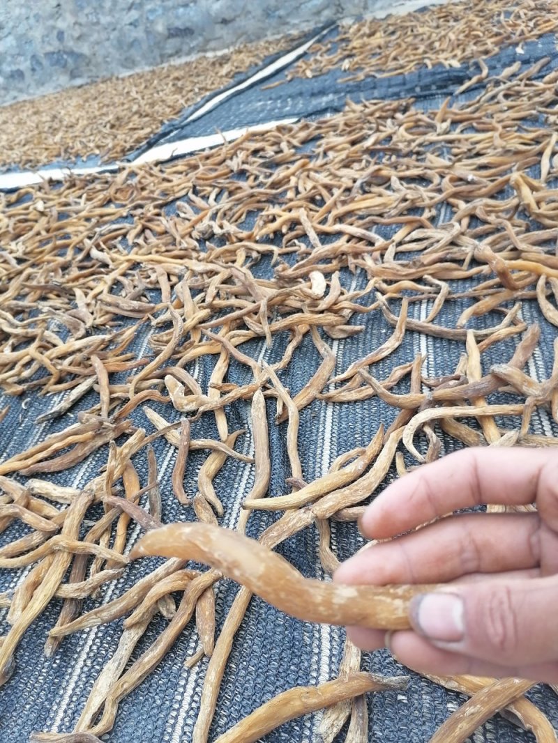 云南野生百部，儿多母苦统条干货产地直销货源充足
