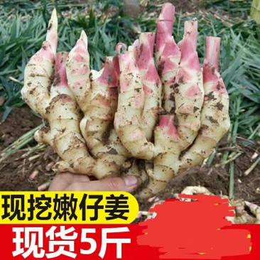 [一件代发]嫩姜生姜新鲜仔姜5斤装鲜姜嫩姜芽红芽子姜新姜