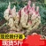 [一件代发]嫩姜生姜新鲜仔姜5斤装鲜姜嫩姜芽红芽子姜新姜