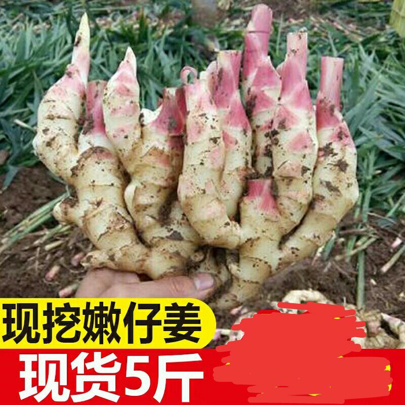 [一件代发]嫩姜生姜新鲜仔姜5斤装鲜姜嫩姜芽红芽子姜新姜