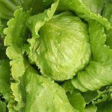 河北坝上大青沟错季球生菜火热预订中