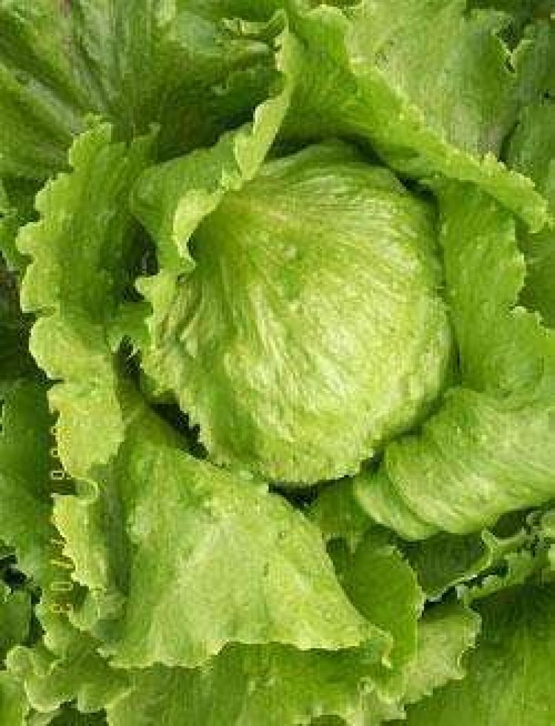 河北坝上大青沟错季球生菜火热预订中