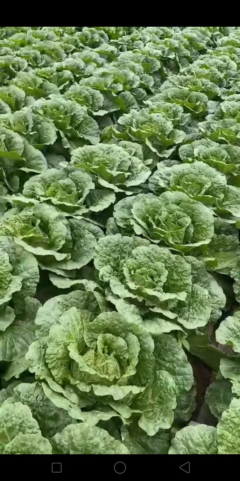 白菜