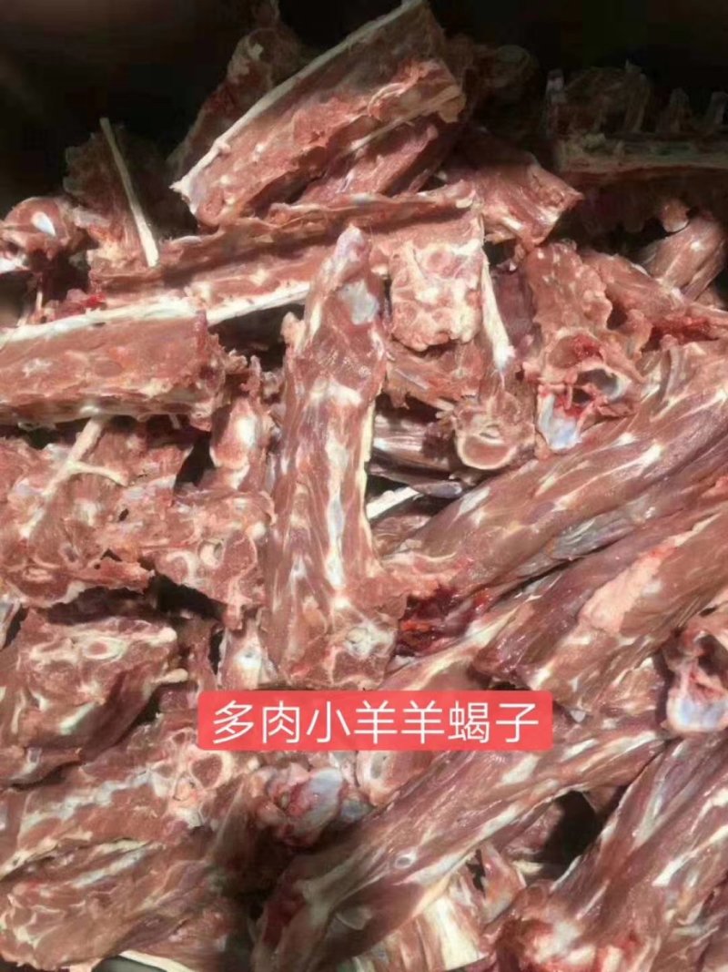 羊蝎子，多肉羊蝎子，大量批发