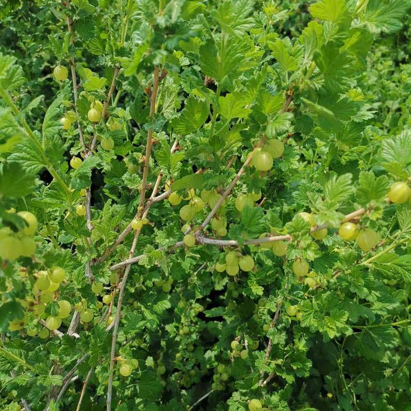 绿醋栗鲜果灯笼果鹅莓鲜果大量供应2020年6月中旬左右发