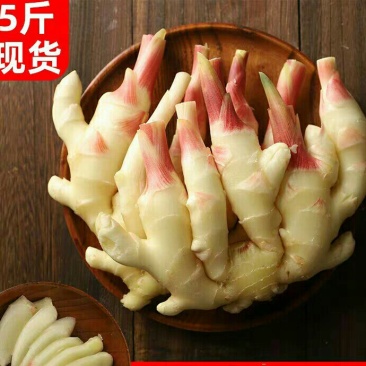 [一件代发]嫩姜新鲜生姜仔姜子姜鲜姜腌制仔姜芽5斤装