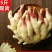 [一件代发]嫩姜新鲜生姜仔姜子姜鲜姜腌制仔姜芽5斤装