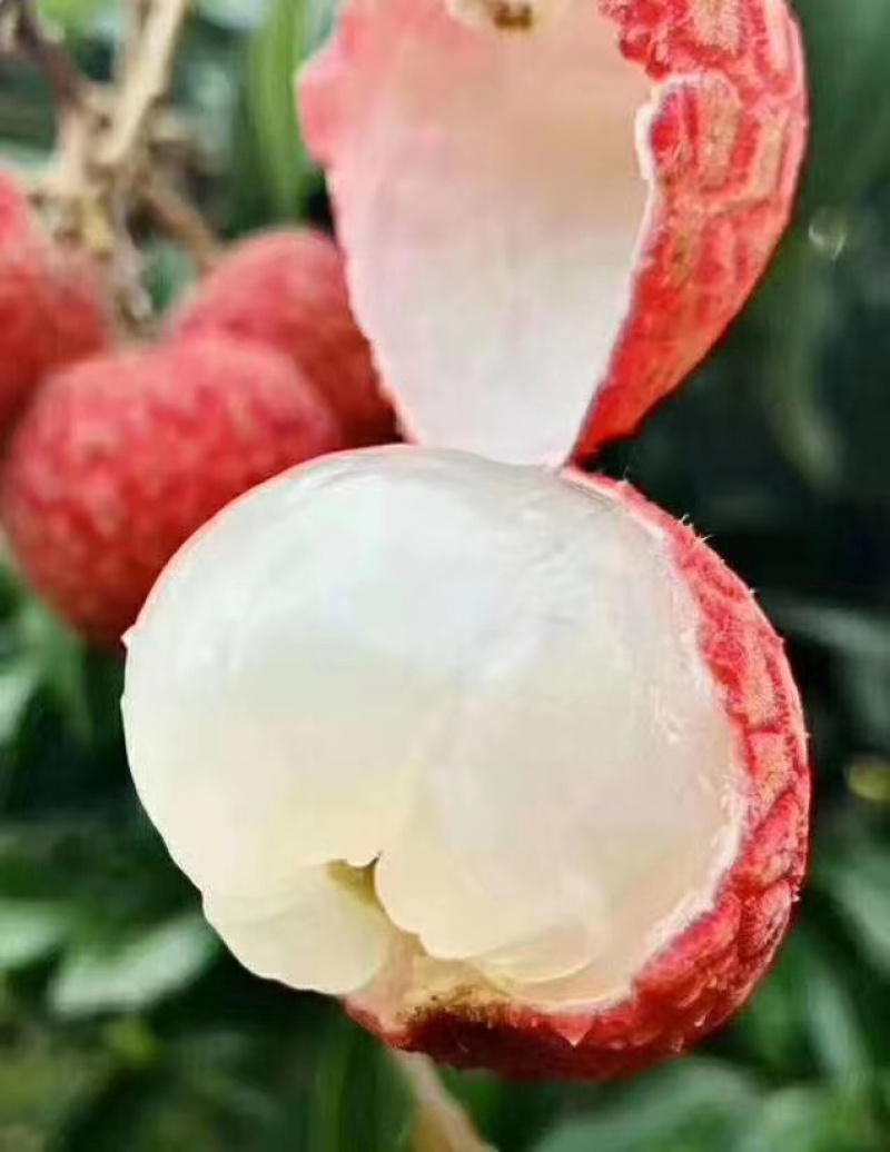 福建荔枝产地源头货