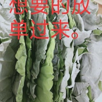 精品荷叶，江西石城荷叶，荷叶包鸡荷叶，三高何叶。6月上市