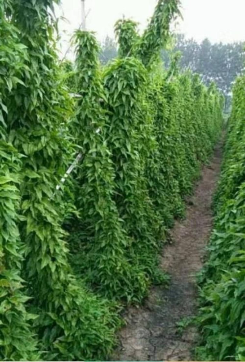广西对叶百部红花白花苗阿成