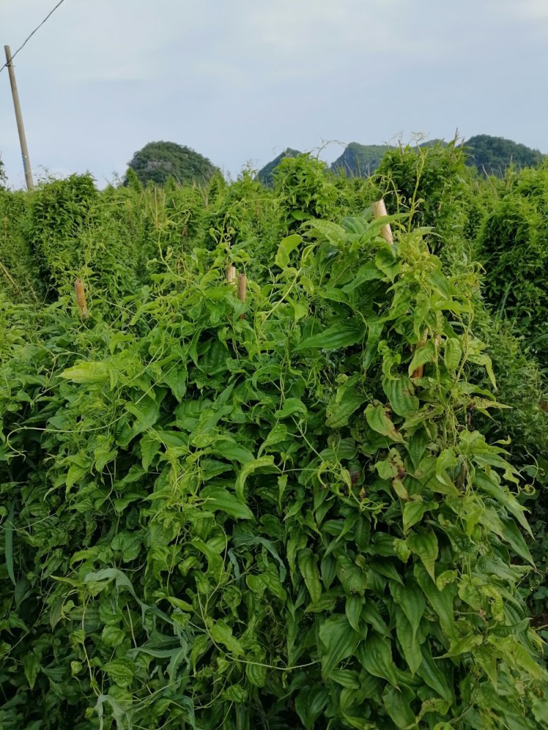 广西对叶百部红花白花苗阿成