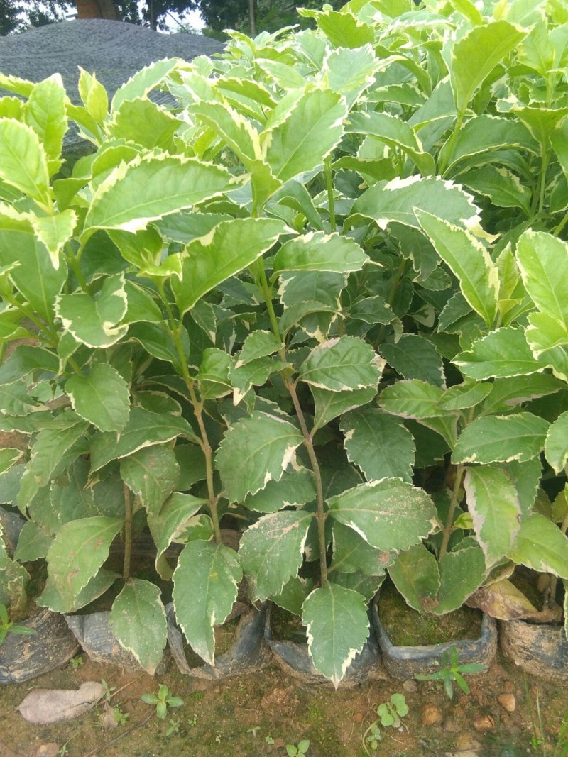 【百亩产地】精品花叶连翘大量供应质优价廉可视频看货