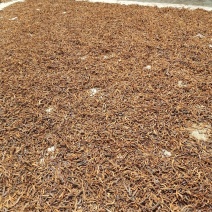 云南野生红色骨碎补爬山虎切片干货产地直销