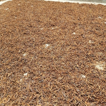 云南野生红色骨碎补爬山虎切片干货产地直销