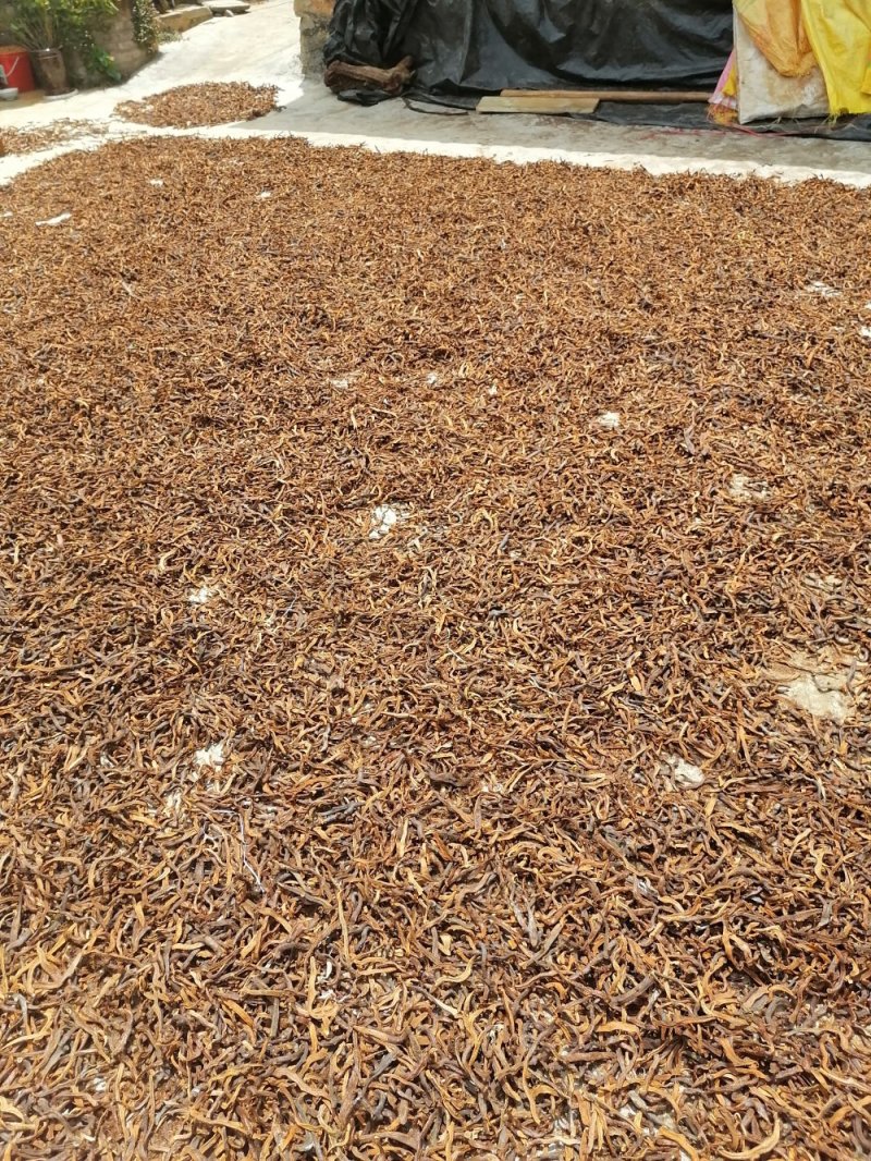 云南野生红色骨碎补爬山虎切片干货产地直销