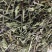 野生半枝莲挖耳草新货半枝连