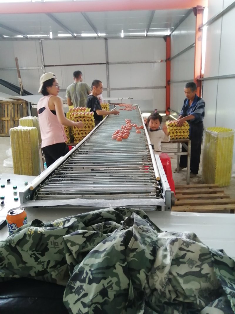 湖北精品鸡蛋商超**，破损包赔量大从优欢迎来电