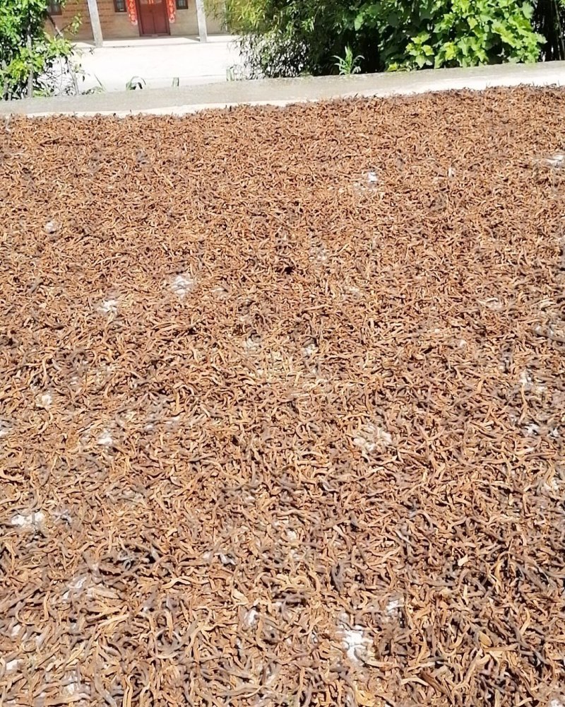 云南野生红色骨碎补爬山虎切片干货产地直销