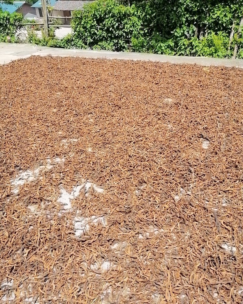 云南野生红色骨碎补爬山虎切片干货产地直销