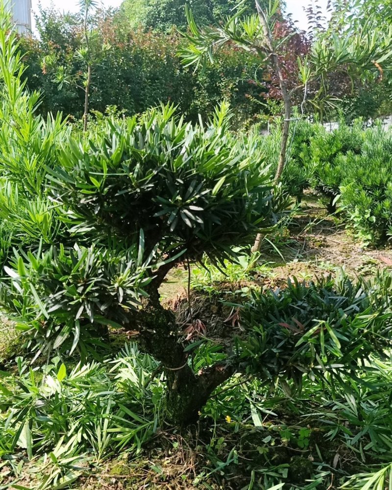 皖南中叶罗汉松小型盆景
