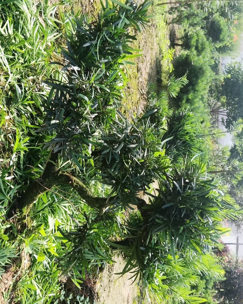 皖南中叶罗汉松小型盆景