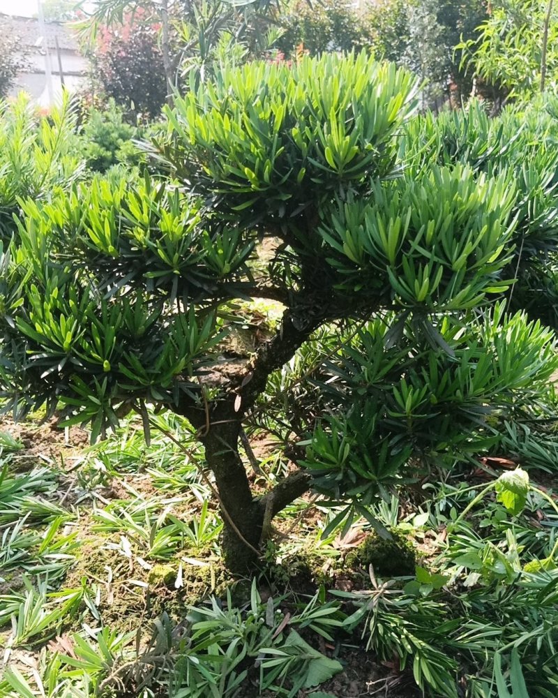 皖南中叶罗汉松小型盆景