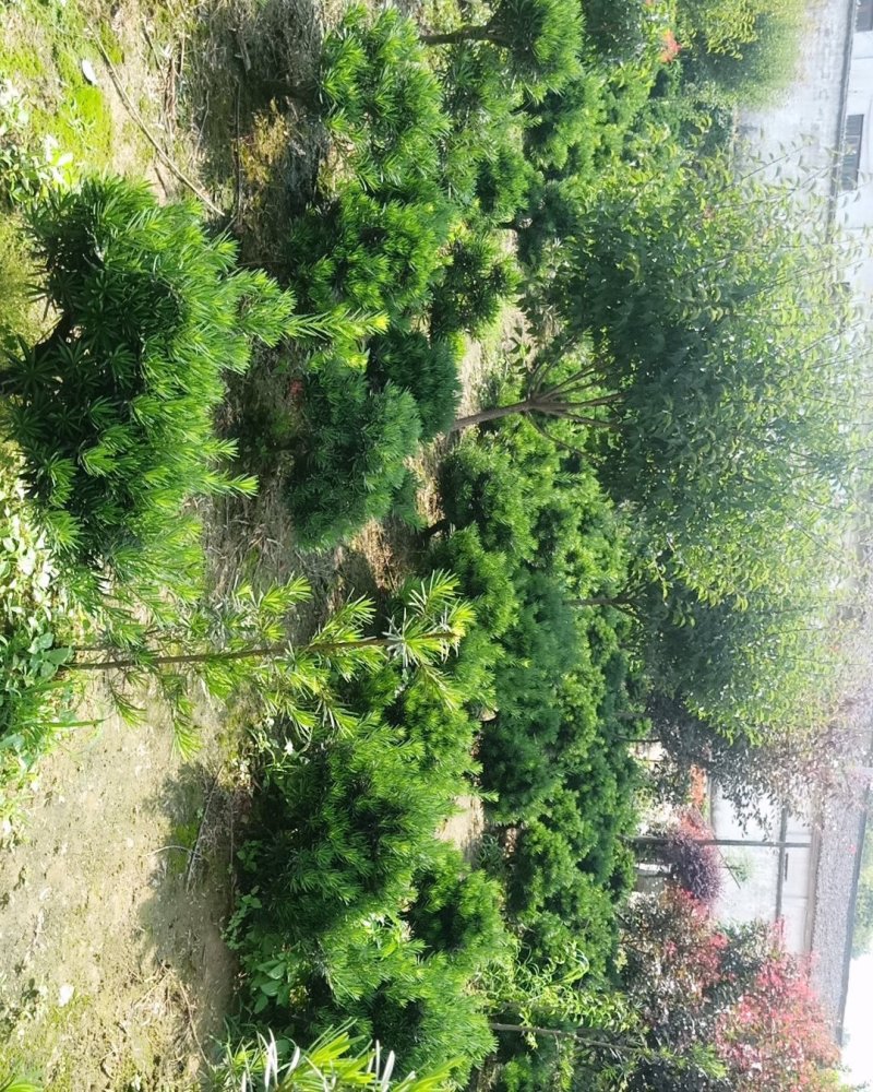 皖南中叶罗汉松小型盆景