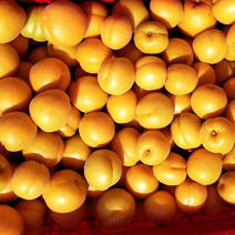杏，金太阳，菜籽黄，凯特产地直供，适合罐头厂，市场批发！