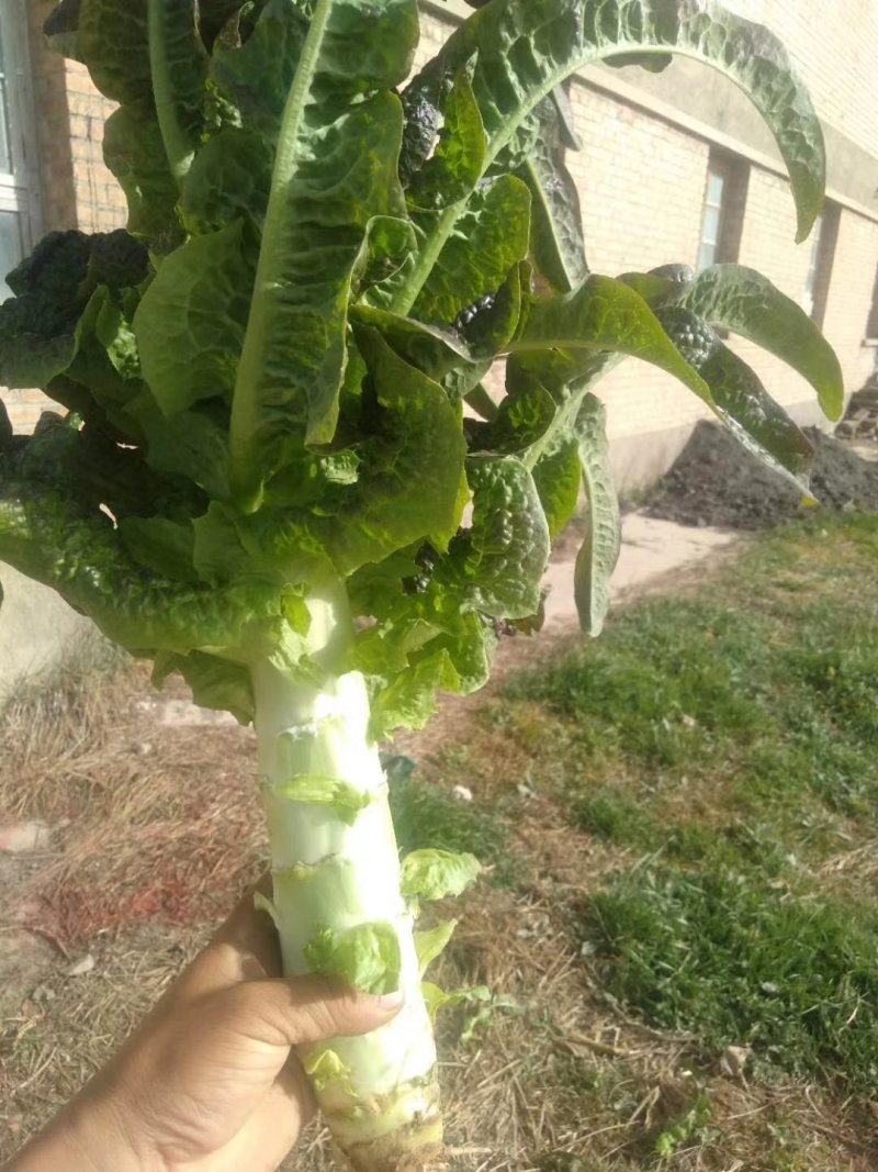 甘肃高原夏菜