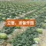 内蒙古鄂尔多斯沙漠西瓜批发，内蒙西瓜代办代收