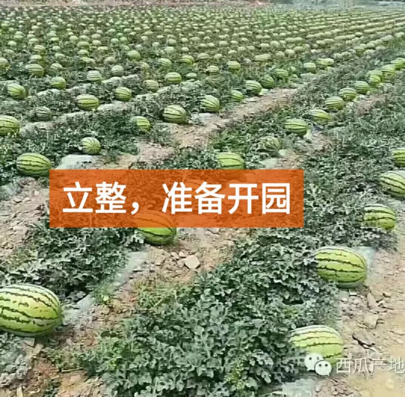 内蒙古鄂尔多斯沙漠西瓜批发，内蒙西瓜代办代收