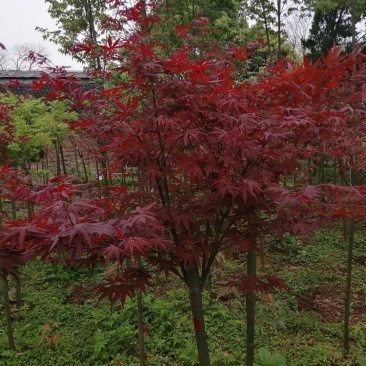 各类苗木
