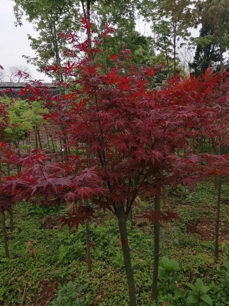 各类苗木