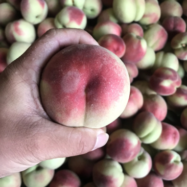 突围桃子红不软小红桃曙光油桃518桃子大量上市