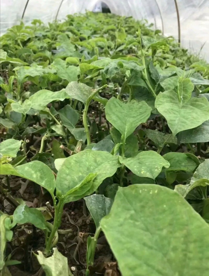 广西木瓜百香果苗正宗嫁接苗扦插苗百香果苗