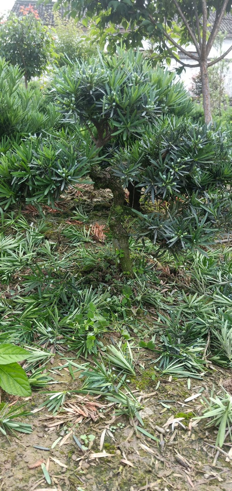 皖南中叶罗汉松小型盆景