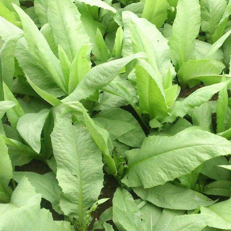 进口苦卖菜牧草菜种子苦麻菜种子苦麦菜养殖选良草包发芽种子