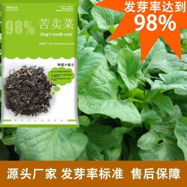 进口苦卖菜牧草菜种子苦麻菜种子苦麦菜养殖选良草包发芽种子