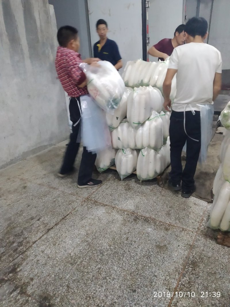 白萝卜湖北长阳高山白萝卜量大质优！！！！！！！！