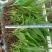 白芨苗白芨种苗大白芨紫花白芨苗产地一手货源
