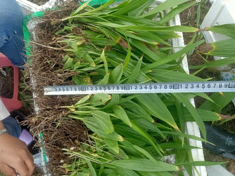 白芨苗白芨种苗大白芨紫花白芨苗产地一手货源