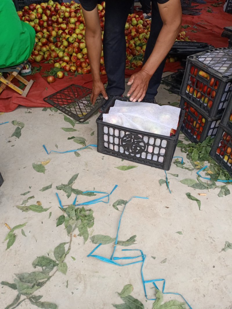 运城万荣油桃曙光油桃中油4号甜脆，硬度好，耐运输汁多。